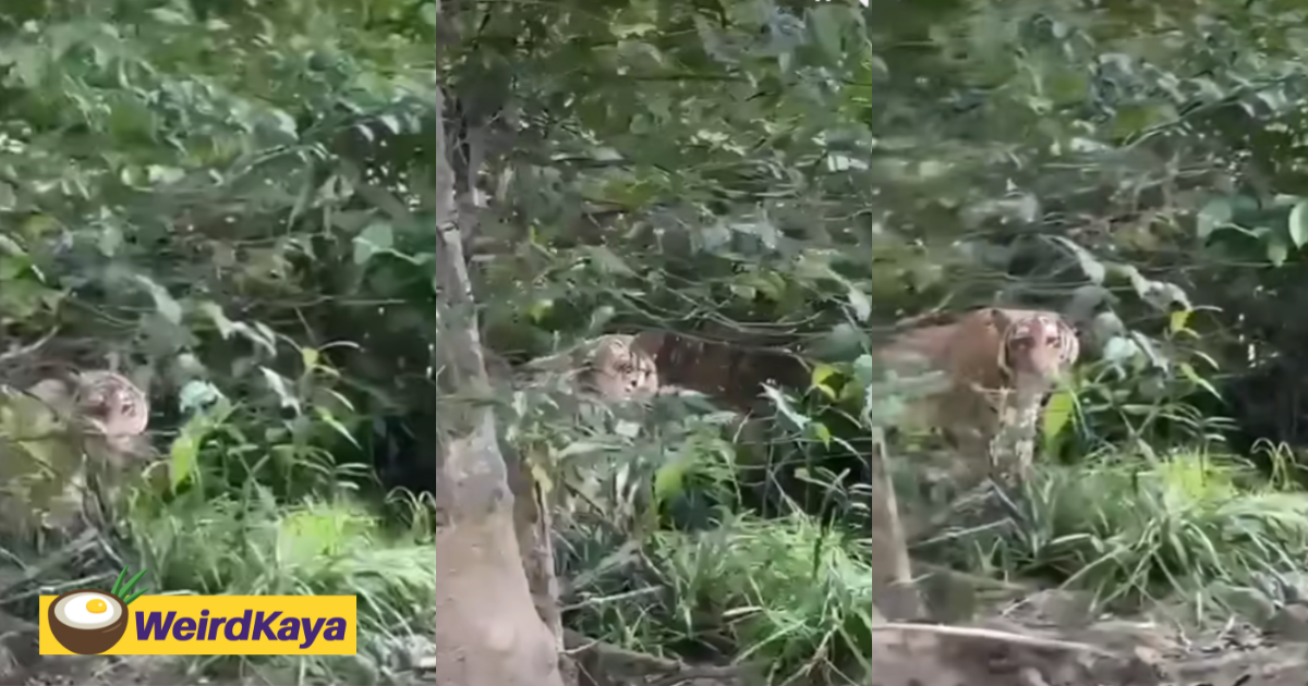 Tiger seen strolling calmly by roadside in kluang, shocking passersby | weirdkaya