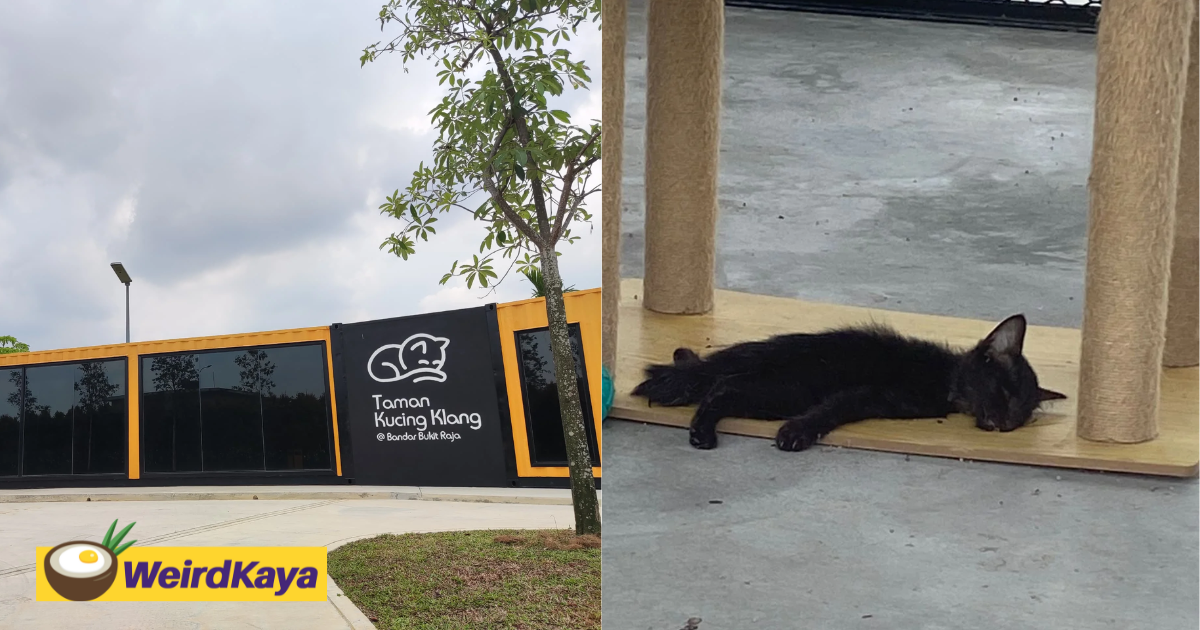 M'sian claims 6 cats have died at taman kucing klang within just 2 weeks of opening | weirdkaya