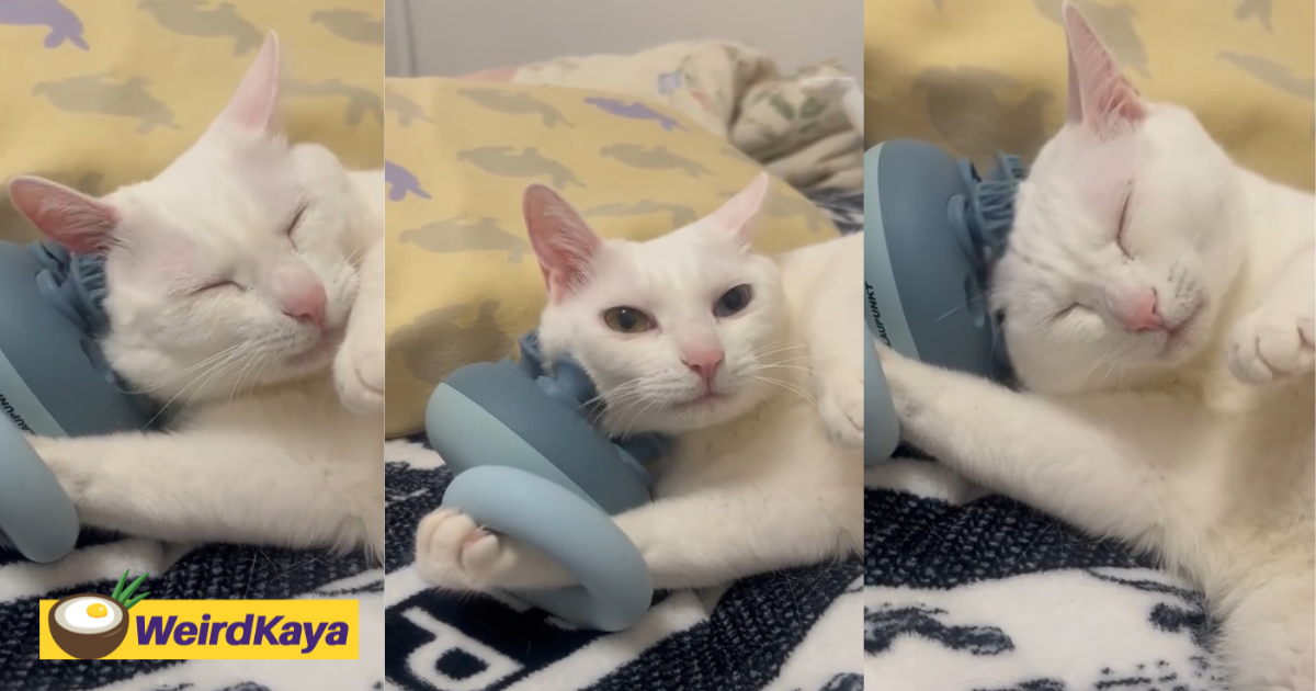 This cat giving itself a head massage is all of us after a long day | weirdkaya