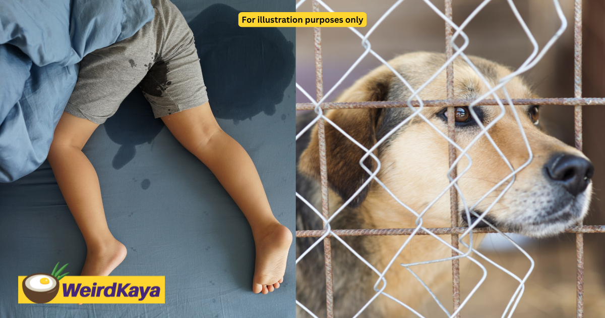 M'sian man claims 5yo son was locked inside dog cage for wetting his pants | weirdkaya