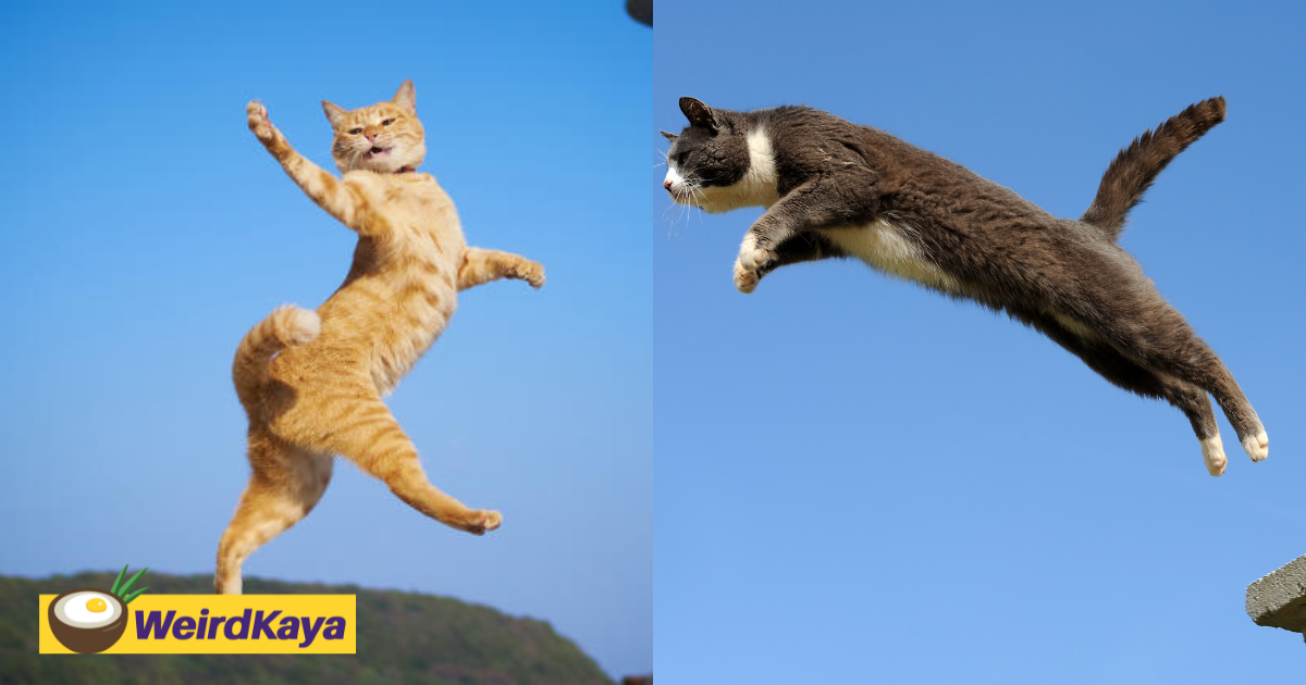 Flying cats? Here’s what’s happening and why your cat could be next | weirdkaya