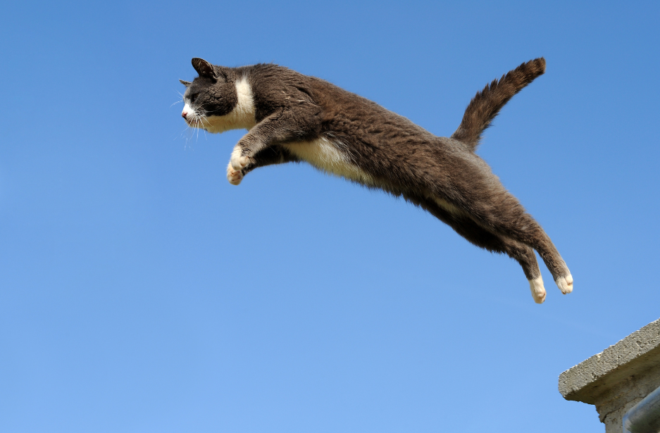 Flying cat