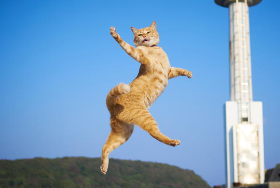 Flying cat