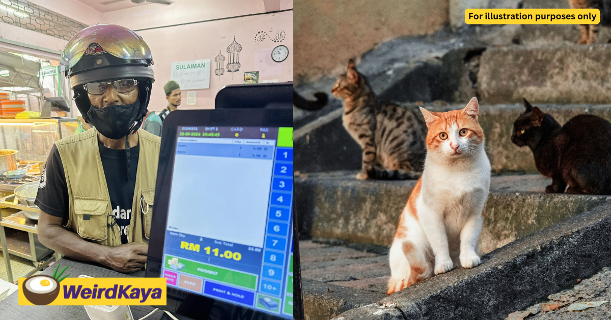 M'sian man spends rm2k a year feeding stray cats fried chicken, wins online praise | weirdkaya