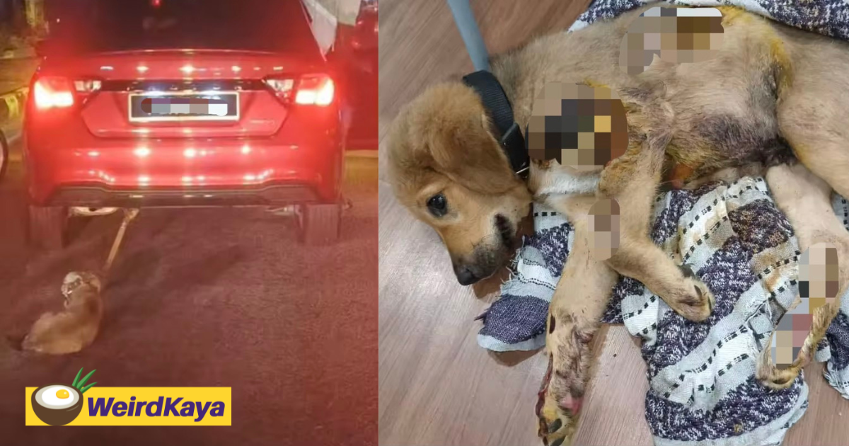 Dog seen dragged behind car in penang, owner claims he was unaware of it | weirdkaya