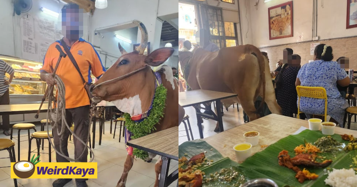 2 cows brought into kl banana leaf restaurant, allegedly pee & poop on the floor | weirdkaya