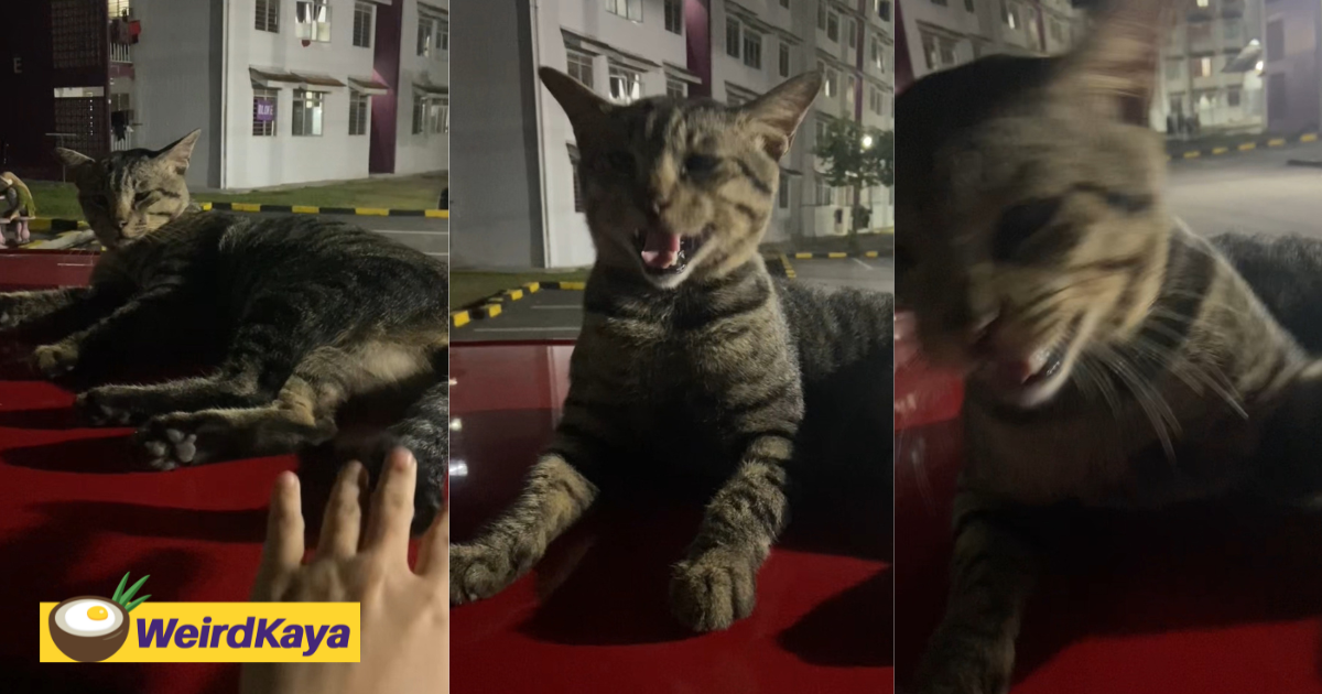 'sis, don’t test me' – cat swats phone after m’sian woman pokes its tail | weirdkaya