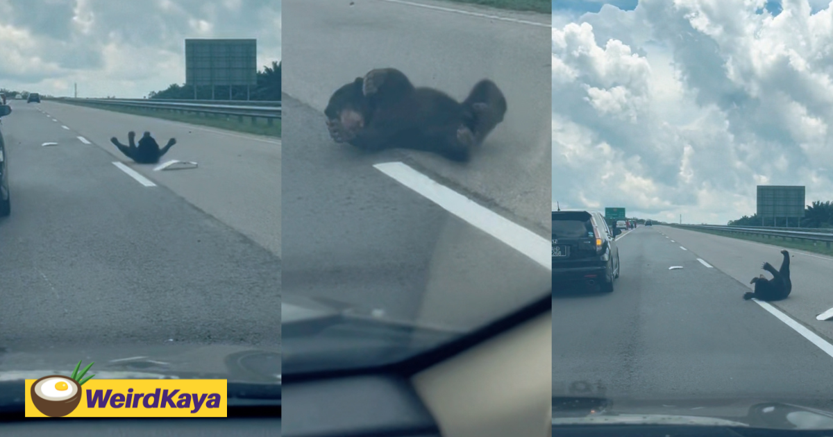 Baby bear seen rolling in pain along kuantan highway after sustaining an injury | weirdkaya