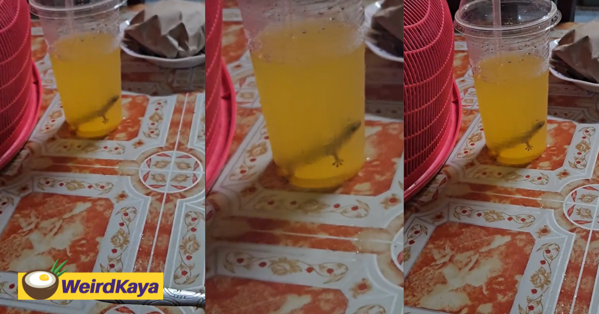 'i already drank it! ' — m'sian man disgusted after finding lizard inside drink | weirdkaya