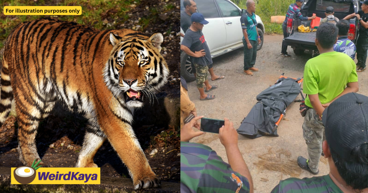 M'sian man mauled by tiger while going to the toilet, dies of severe injuries | weirdkaya