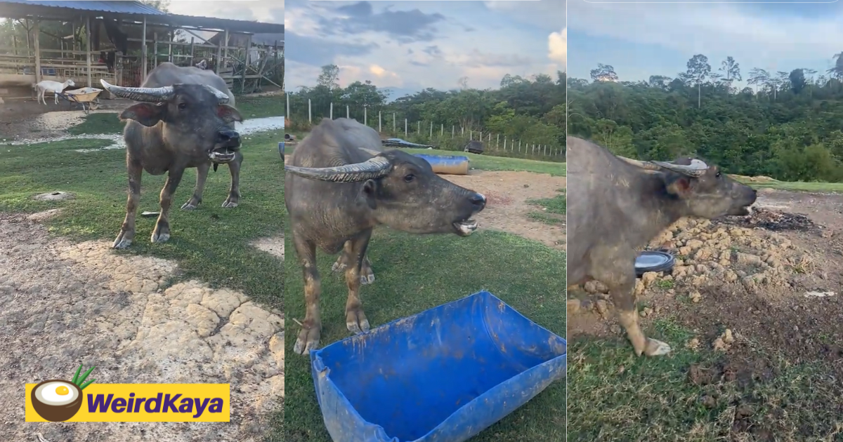 'must be an introvert' — m'sians amused by buffalo using soft grunts to call after its friends | weirdkaya