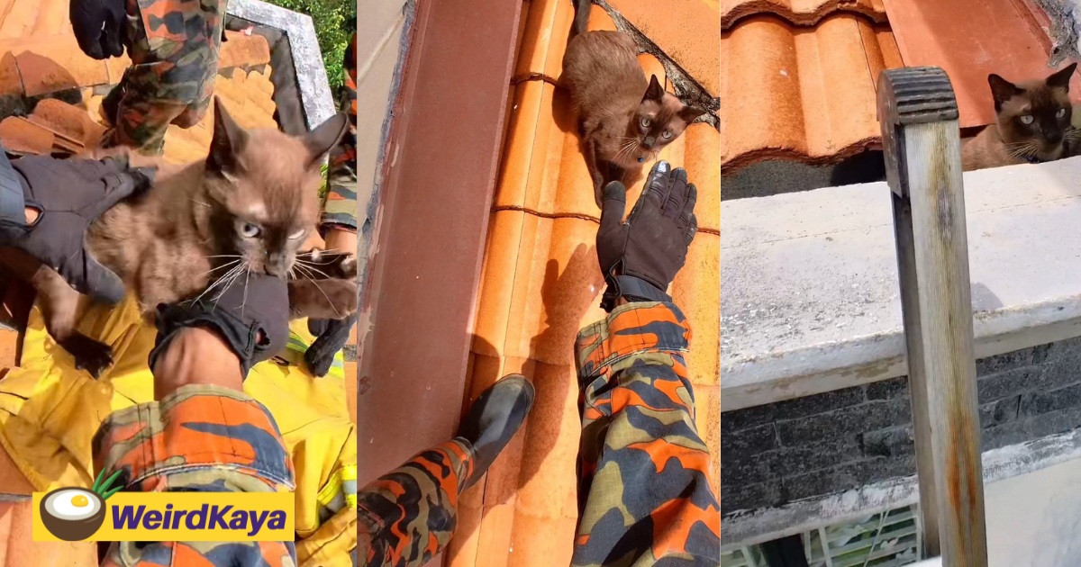 Abang bomba rushes to save cat stuck on roof, only to be bitten before it leaps off casually | weirdkaya