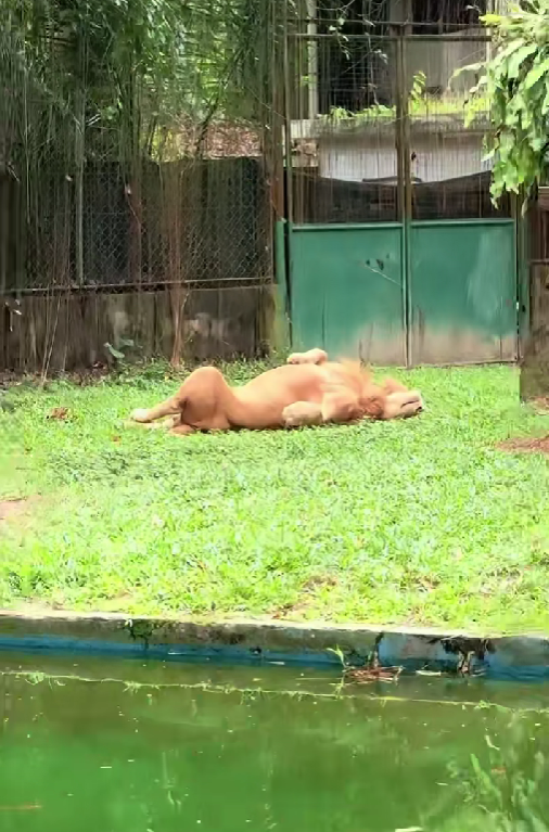 Lion taking nap at zoo negara