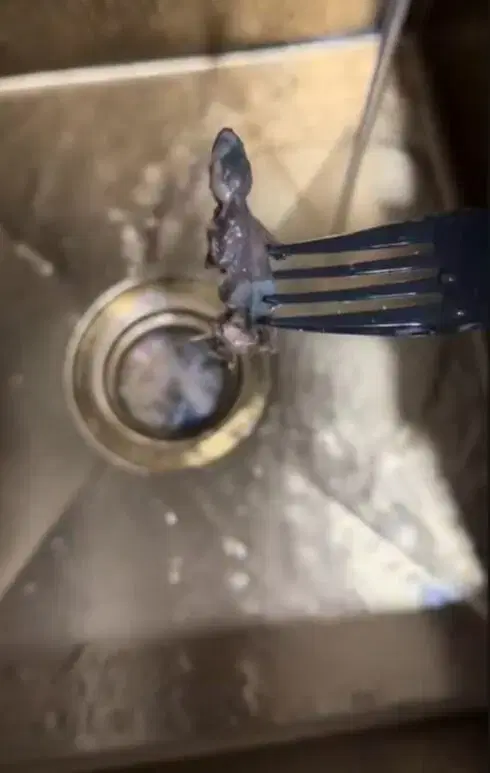 Lizard found inside pisang goreng tiramisu