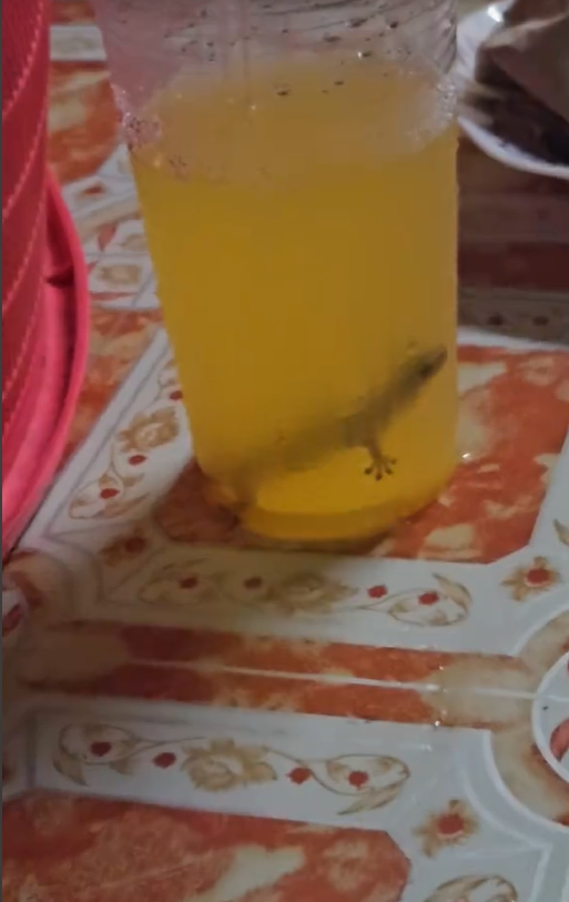 Lizard inside drink