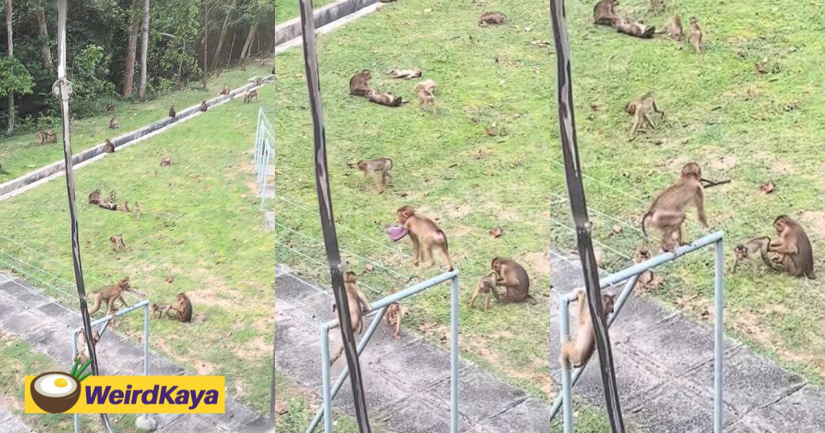 “Lost 4 Underwear Already!” – Monkeys Seen Swinging On Clotheslines & Taking Students’ Clothing At UKM