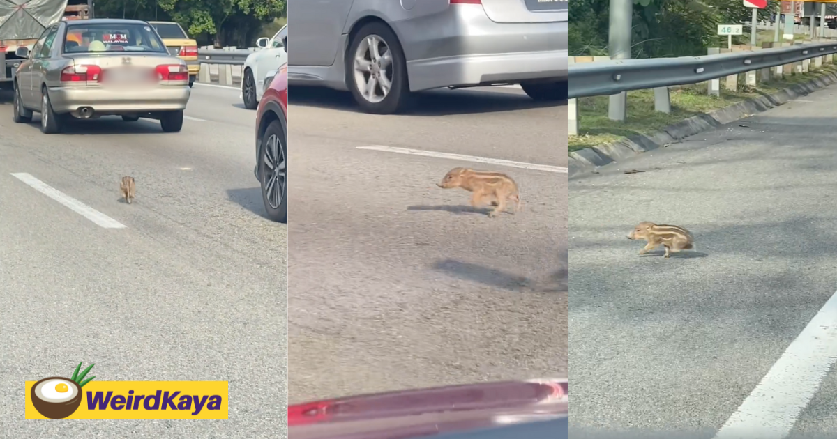 Lost baby wild boar runs frantically across highway, onlookers yell directions so that it wouldn't get hurt | weirdkaya