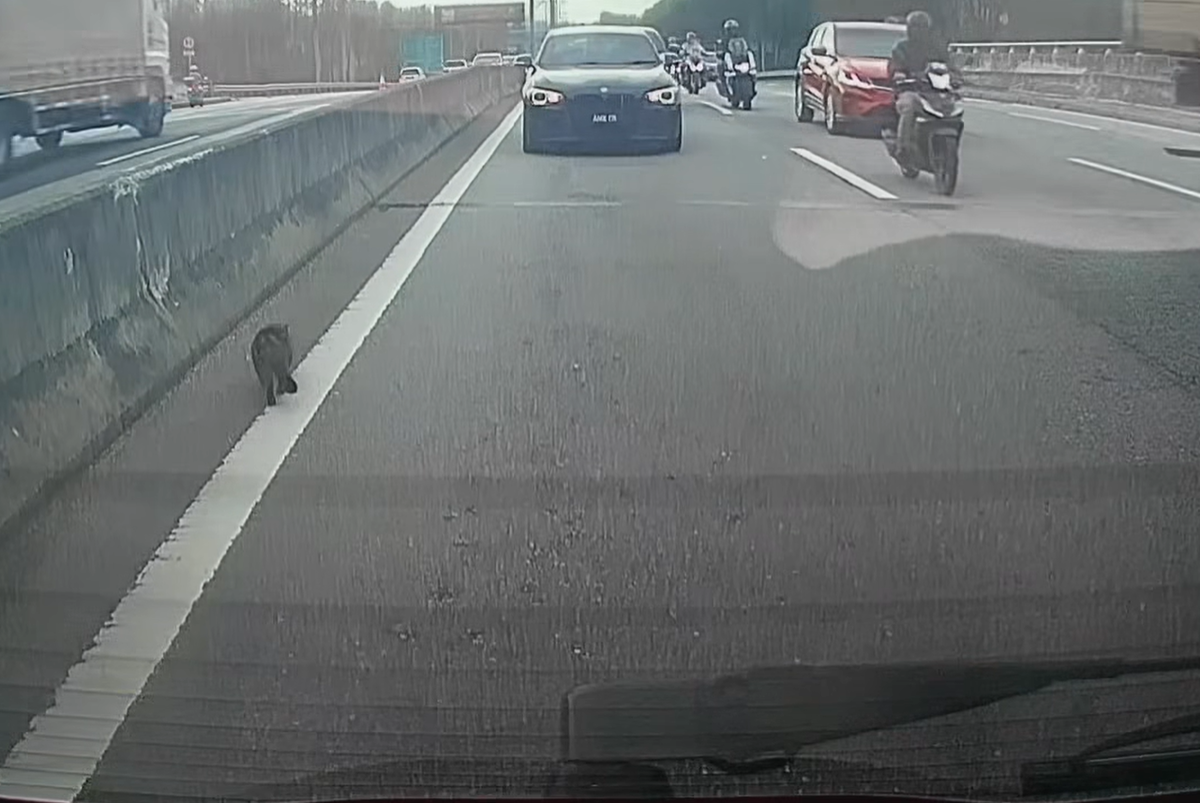 Lost cat along LKSA highway 1