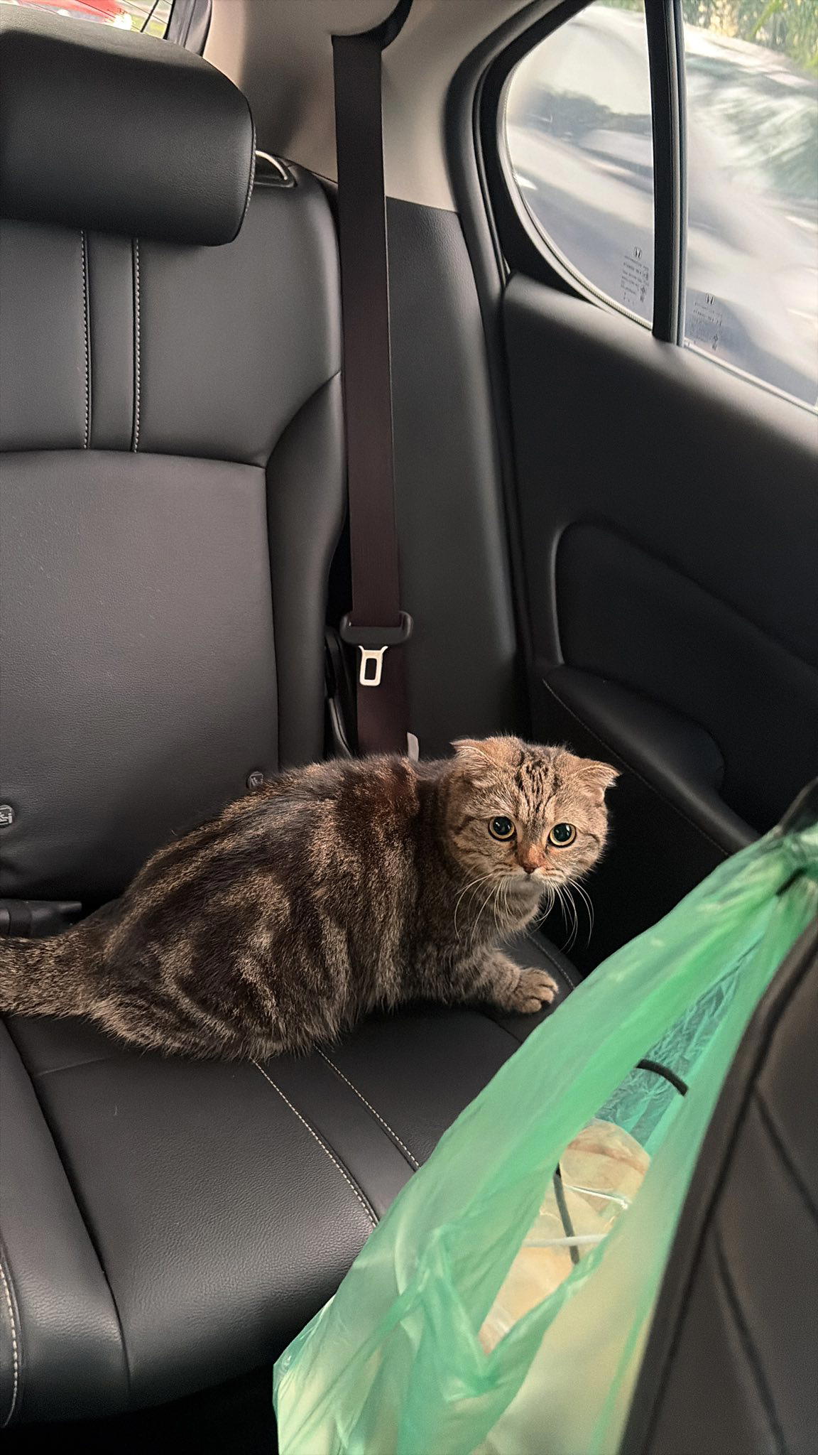 Lost cat along LKSA highway 3