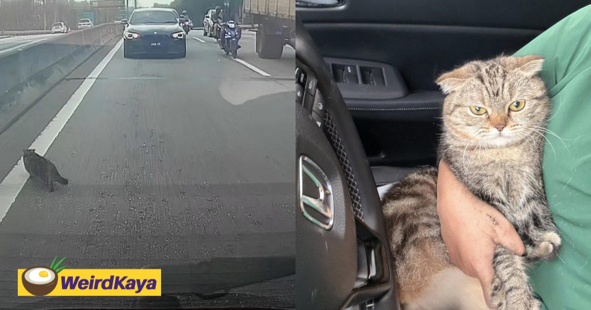 M'sian Woman Saves Lost Cat From Busy Highway, Calls For Netizens' Help In Finding Owner