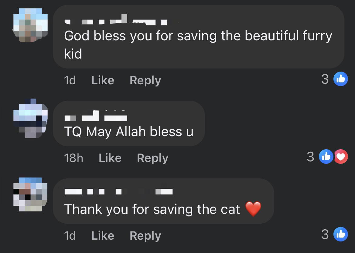 M'sian Woman Saves Lost Cat From Busy Highway, Calls For Netizens' Help In Finding Owner comment 1