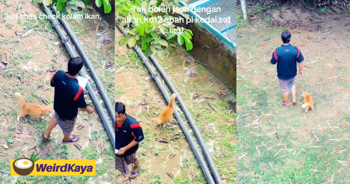 Loyal oyen follows m’sian dad like a personal assistant, inspects river & fish pond | weirdkaya