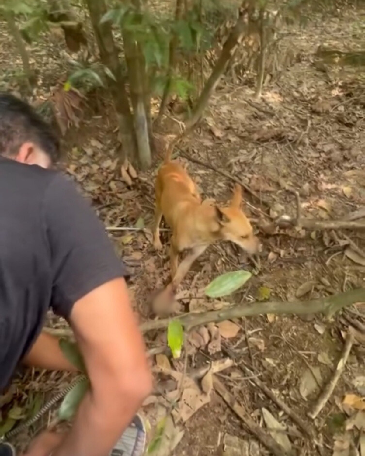 ma helping a dog