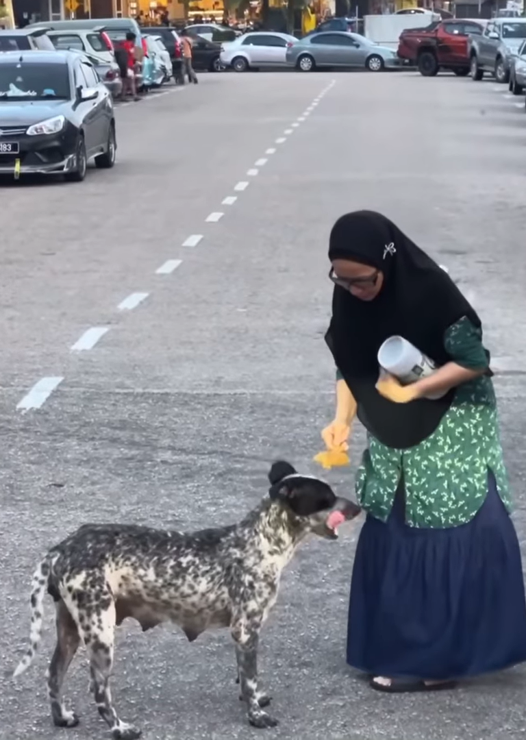 Makcik offers stray dog food