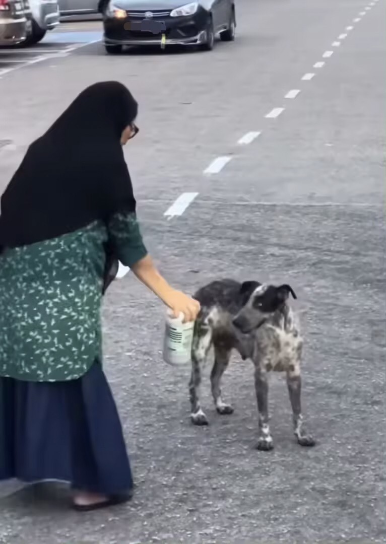 Makcik tries to feed stray dog