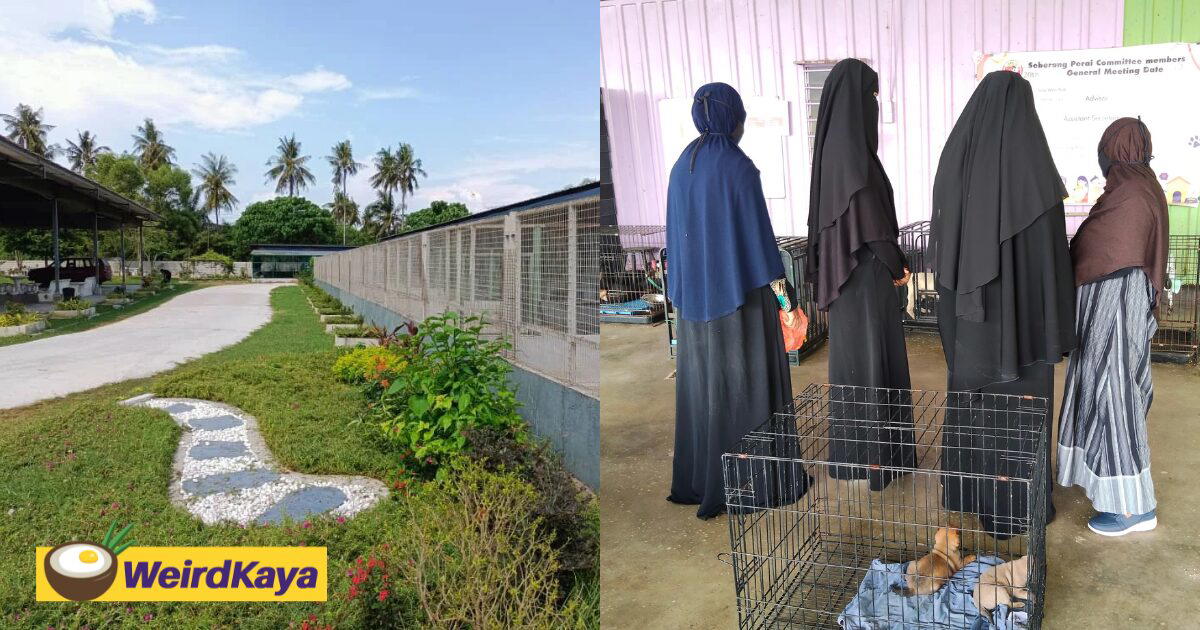 Group Of Malay Women Drive All The Way To Penang Animal Shelter To Drop Off Puppies They Rescued In Perak | WeirdKaya