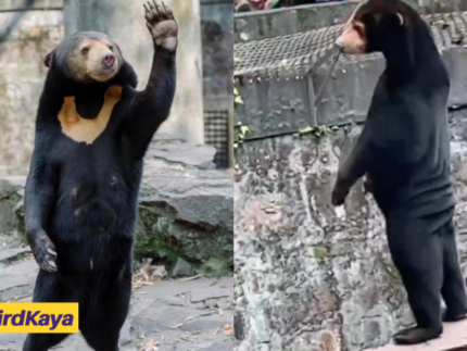 Malayan Sun Bear Spotted Standing On Its Feet At Zoo, Visitors Think It's Fake 