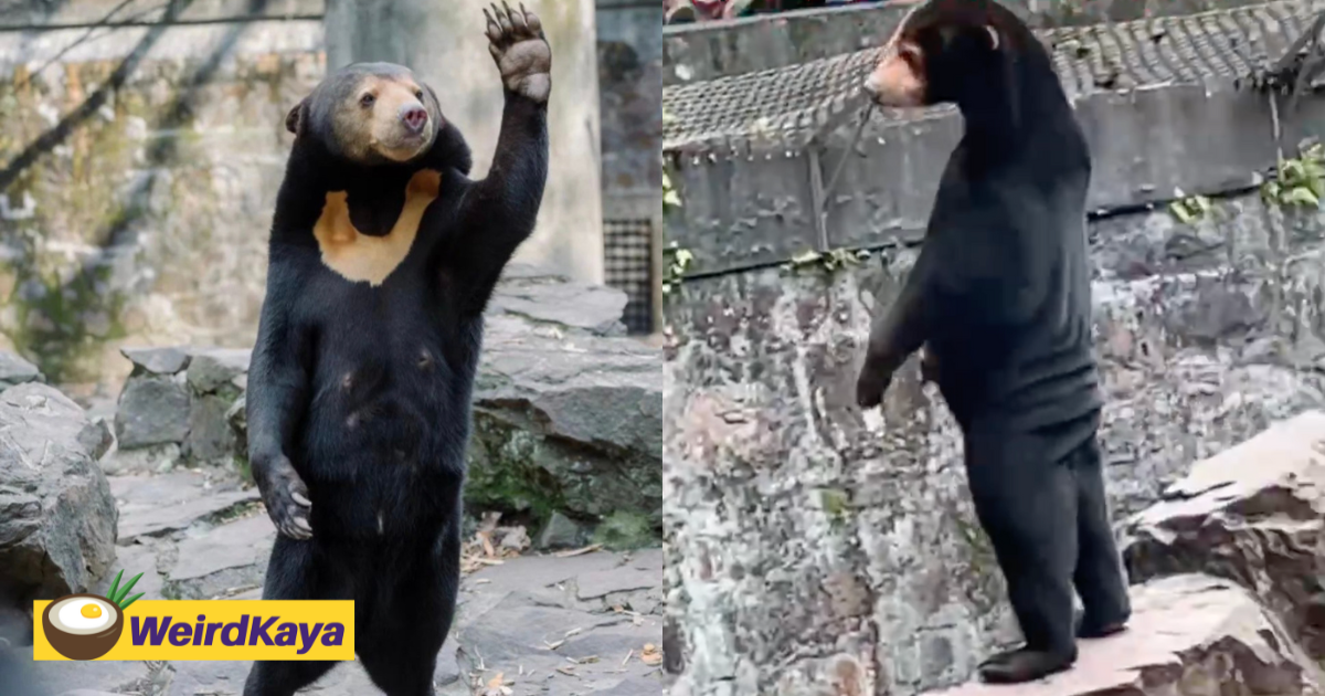 Malayan sun bear spotted standing on its feet at zoo, visitors think it's fake  | weirdkaya
