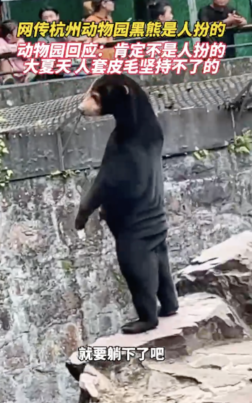 Malayan sun bear spotted standing on its feet at zoo, visitors think it's fake 02