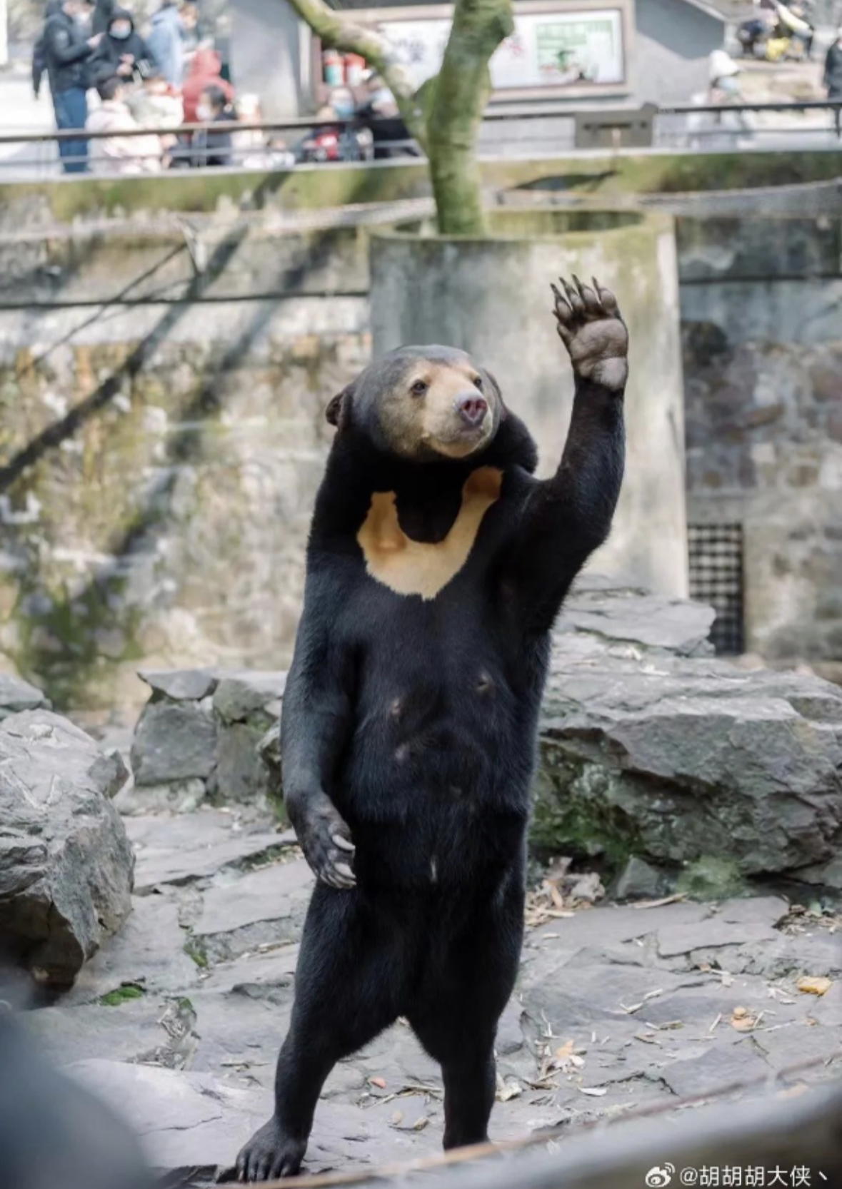 Malayan sunbear