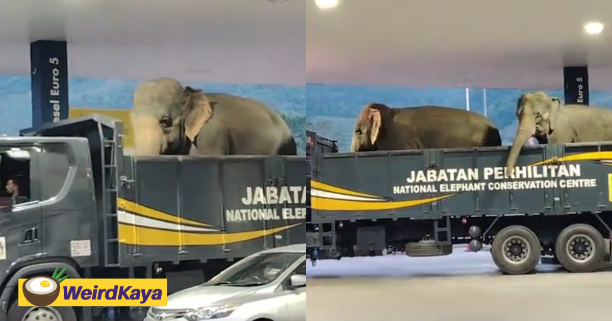 Malaysian Stunned Seeing 2 Elephants Show Up At A Petrol Station On A Truck