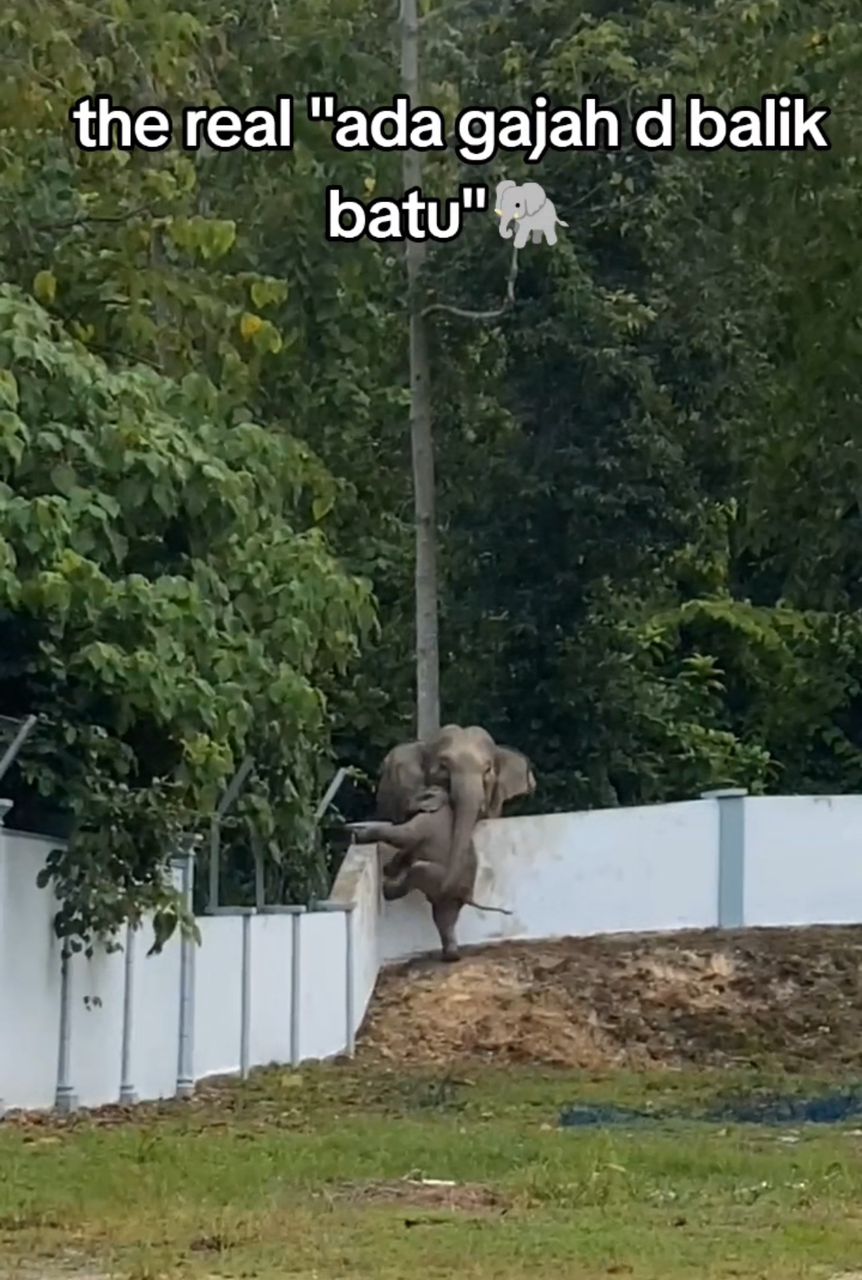 Baby elephant’s mischievous escape at pejabat perikanan m'sia goes viral | weirdkaya