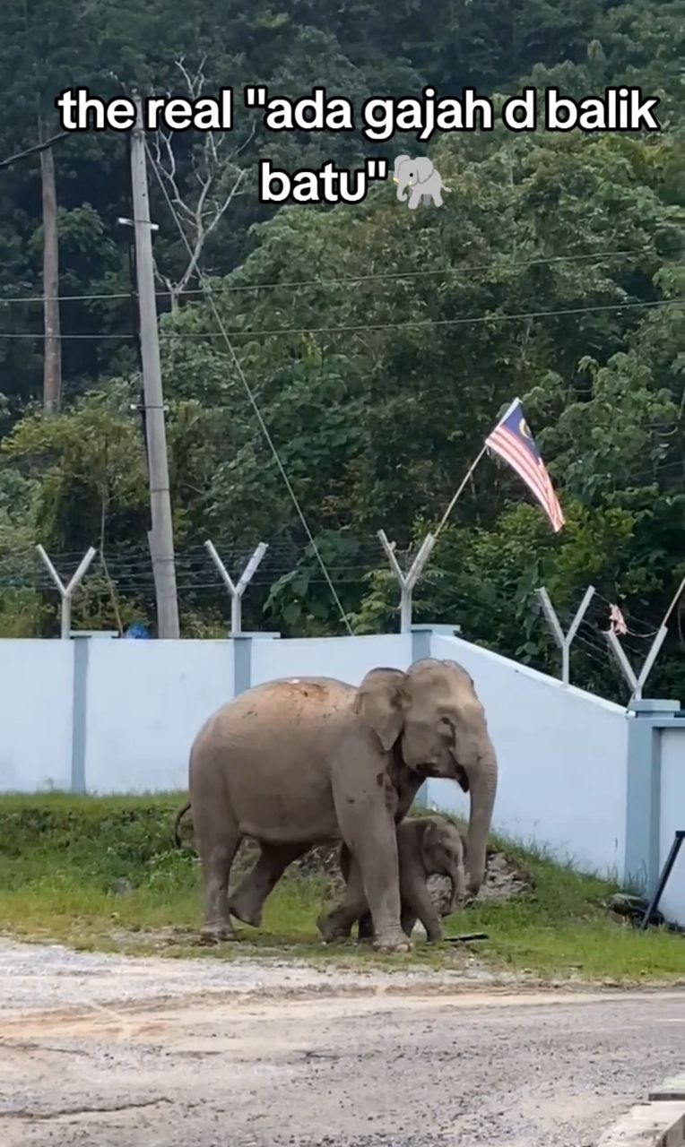 Baby elephant’s mischievous escape at pejabat perikanan m'sia goes viral | weirdkaya