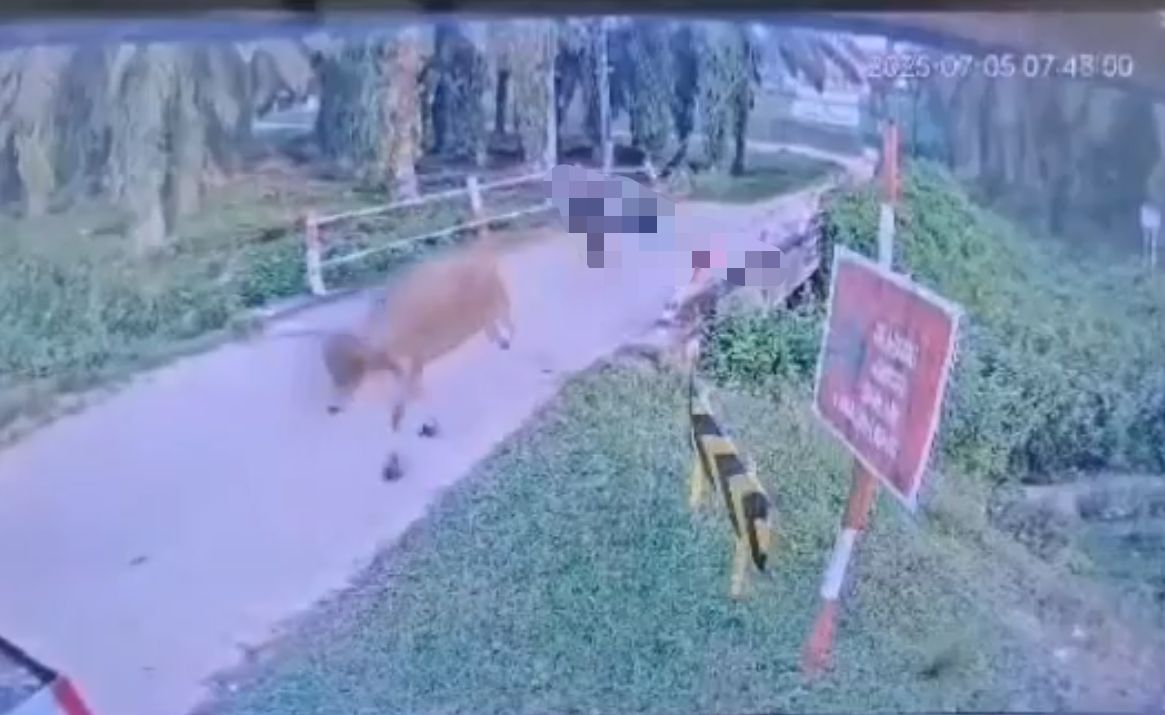 man dies after cow kicks him