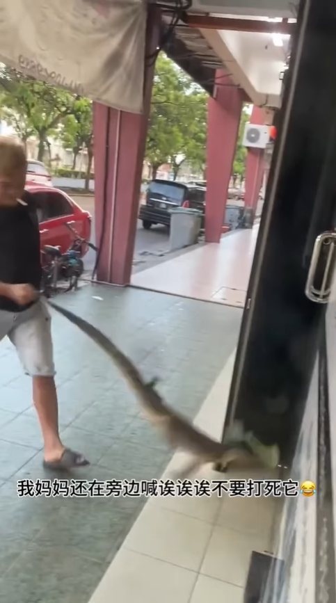 M'sian man grabs monitor lizard by the tail
