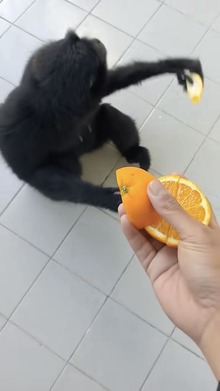 M’sian man feeds oranges to hungry monkeys who came running to him | weirdkaya