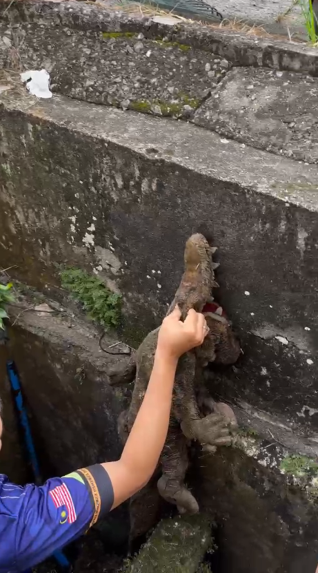 Man is holding crocodile plushy