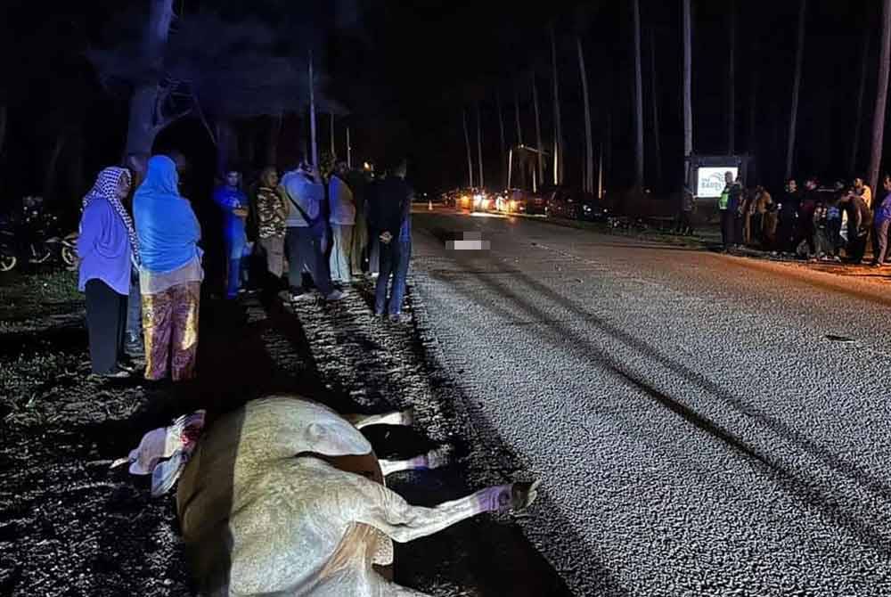 Man killed in crash with cow in kuantan
