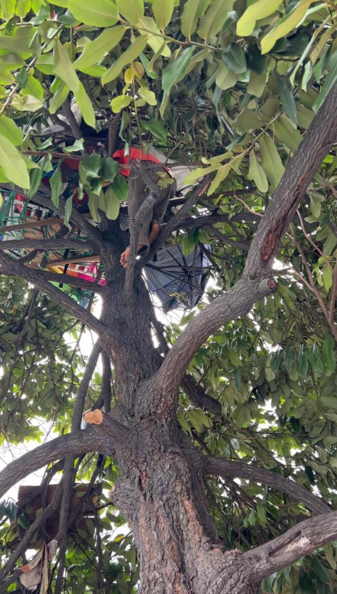 Man lives on tree 02