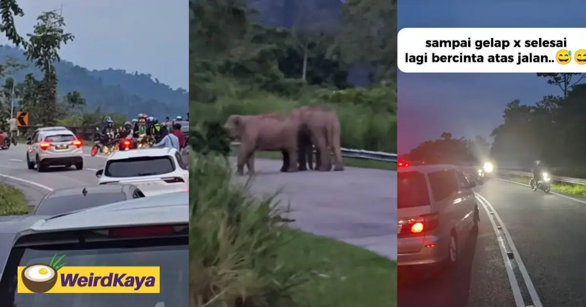 “Maybe the GF Is Sulking”- M’sians Stuck in Traffic Until Dark As Elephant Couple ‘Talk Things Out’ | WeirdKaya
