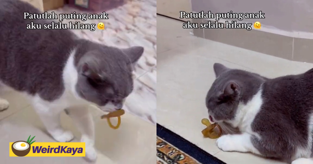 Mischievous Cat Steals Baby's Pacifier, Leaves Netizens in Stitches