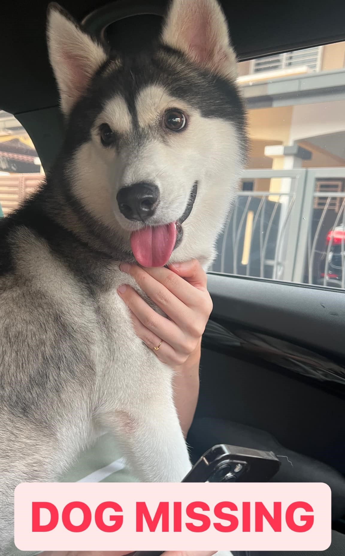 Missing husky found by m'sian woman