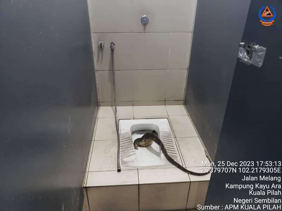 Monitor lizard head stuck in toilet