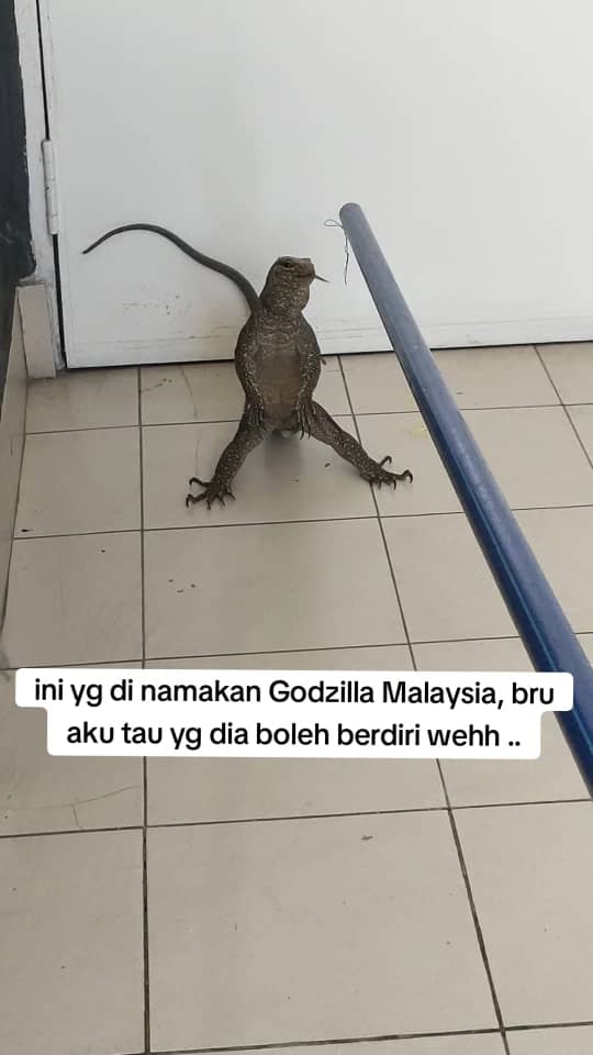 Monitor lizard looking like a godzilla in malaysia