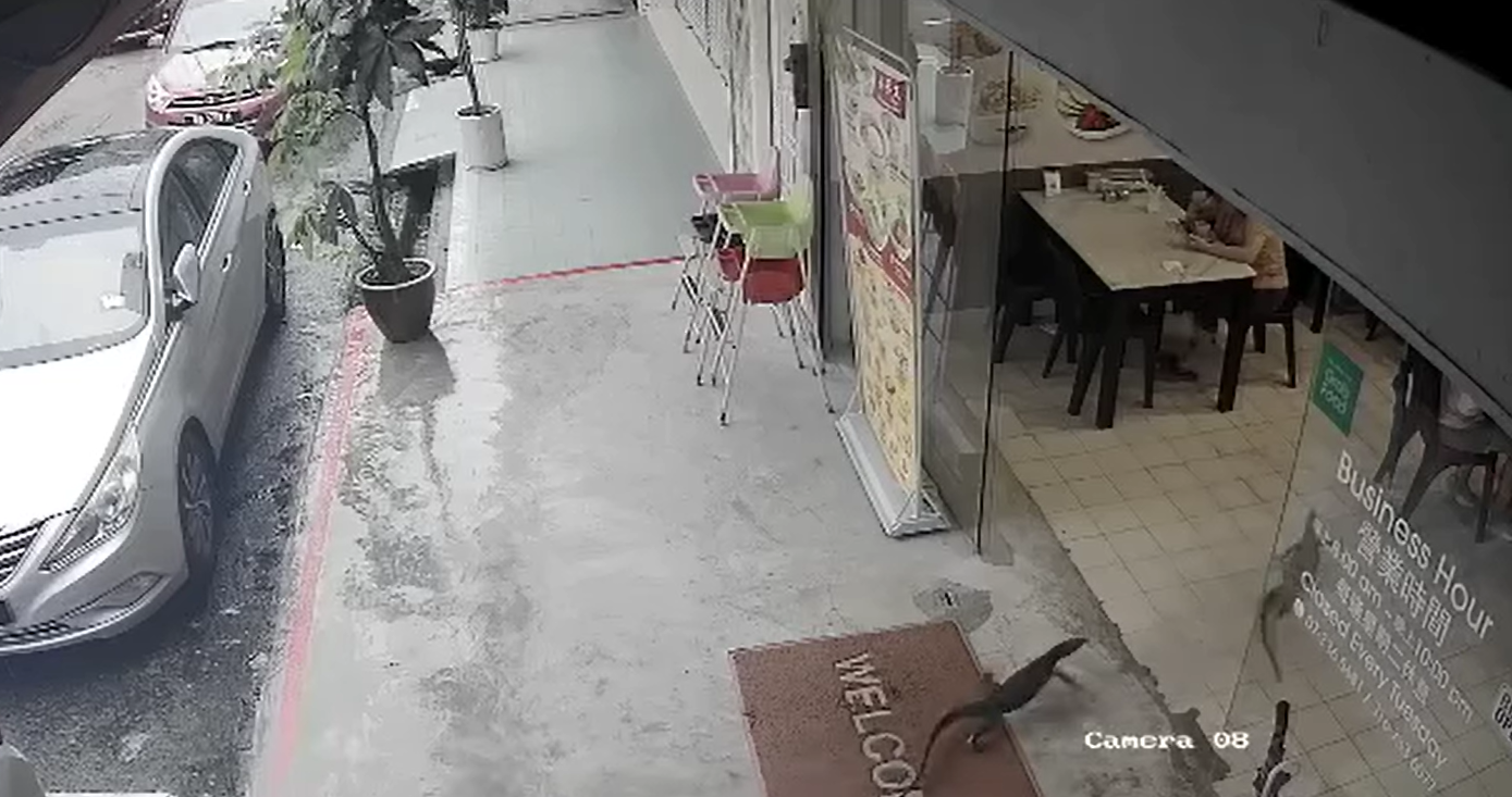 2 monitor lizards rush into jb yong tau foo restaurant