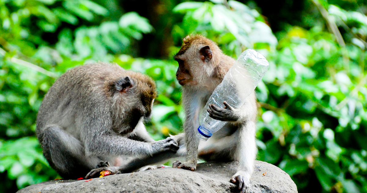 Monkey attack at penang city park